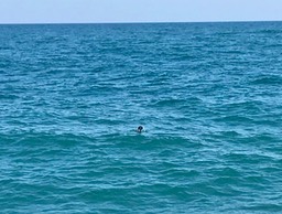 10. Cormorant Diving