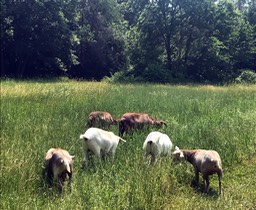 17. Goats a Grazing