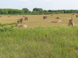 17. Wheat Harvest