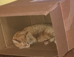 19. Cat in a Box