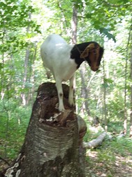 21. King of the Stump