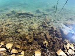 5. Clear Water & Fishies