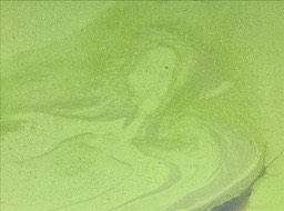 6. Algae Monstor