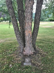 7. Memorial Plaque Tree
