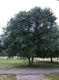 8. Memorial Tree