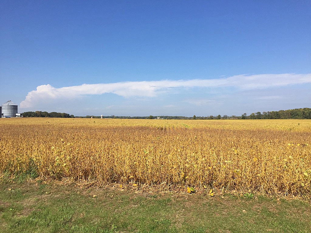 Fall Soy Beans and Clouds