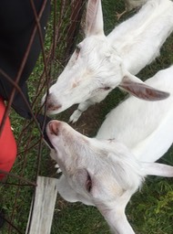 Roseville Goats