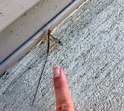 3. Giant Ichneumon Wasp