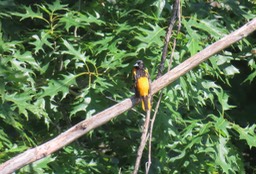 3.1 Oriole