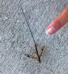 4. Ichneumon Wasp