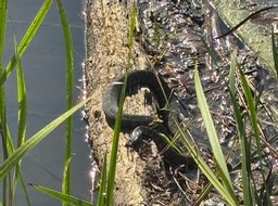 5. Slithery Snake