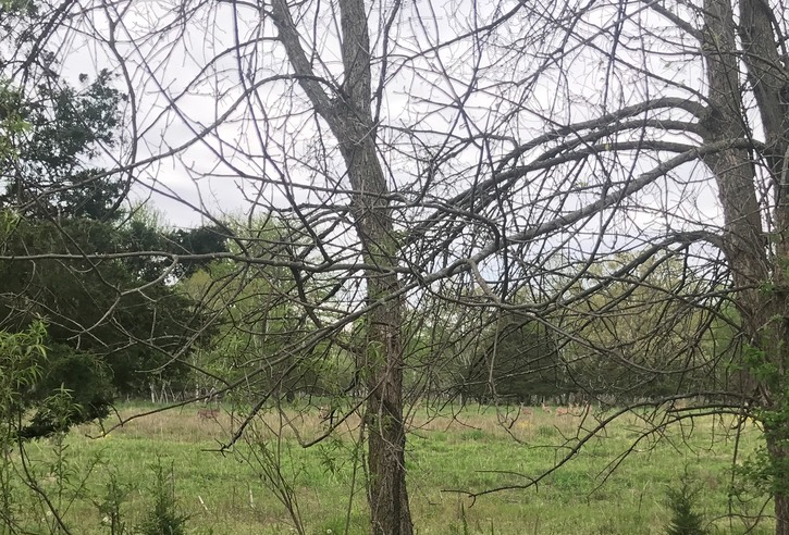 8. Deer